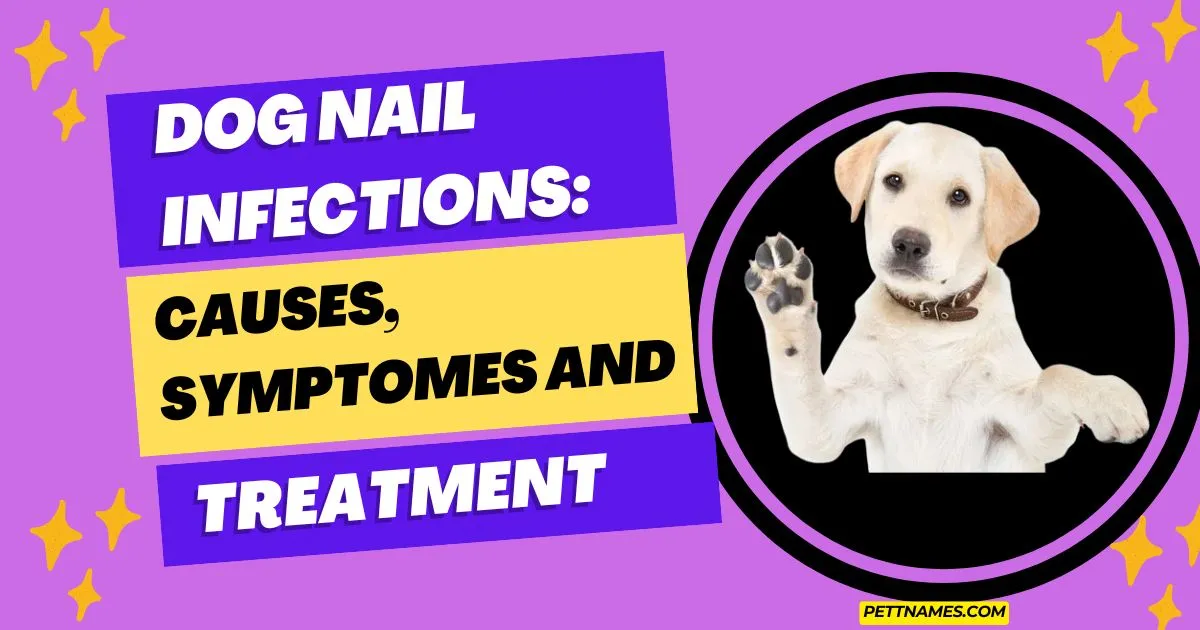 Dog Nail Infections: Causes, Symptomes and treatment