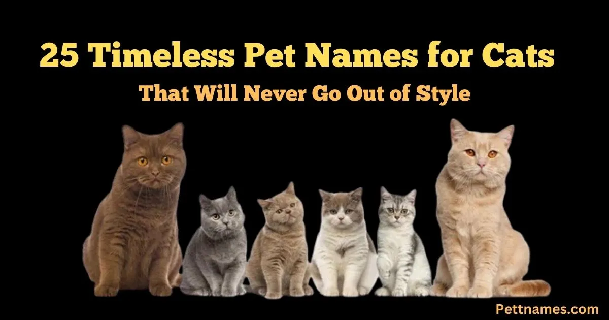 pet names for cats