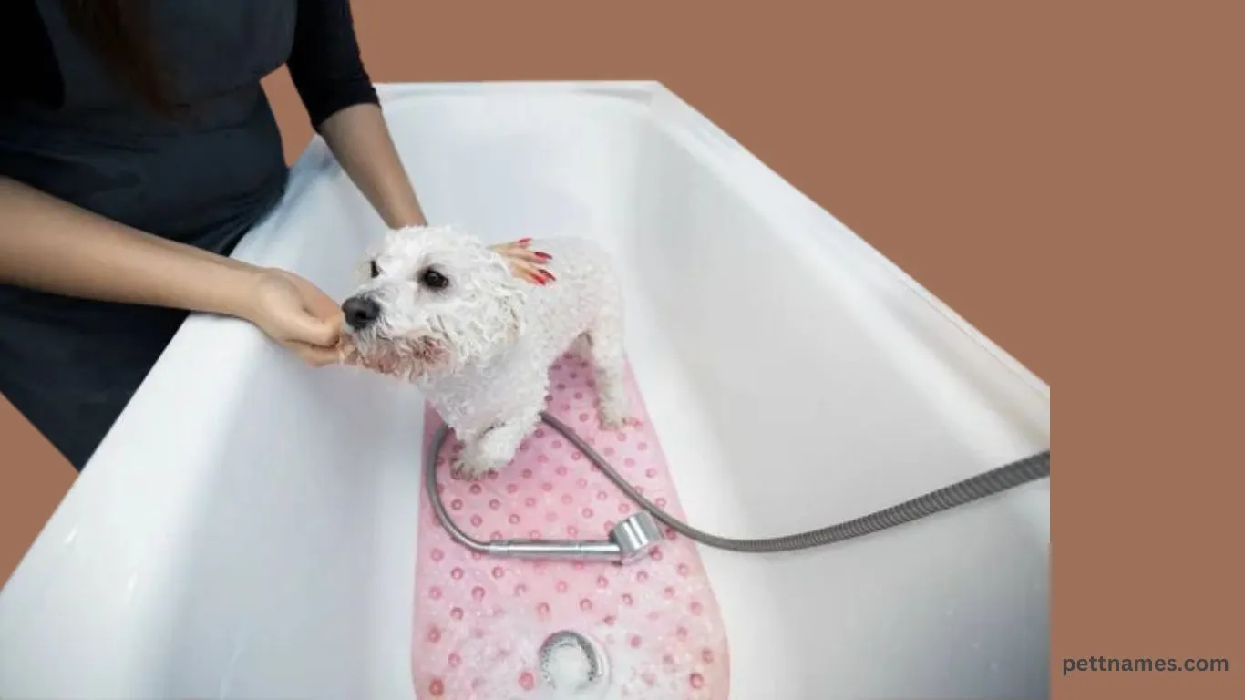 fluffy dog breeds bathing