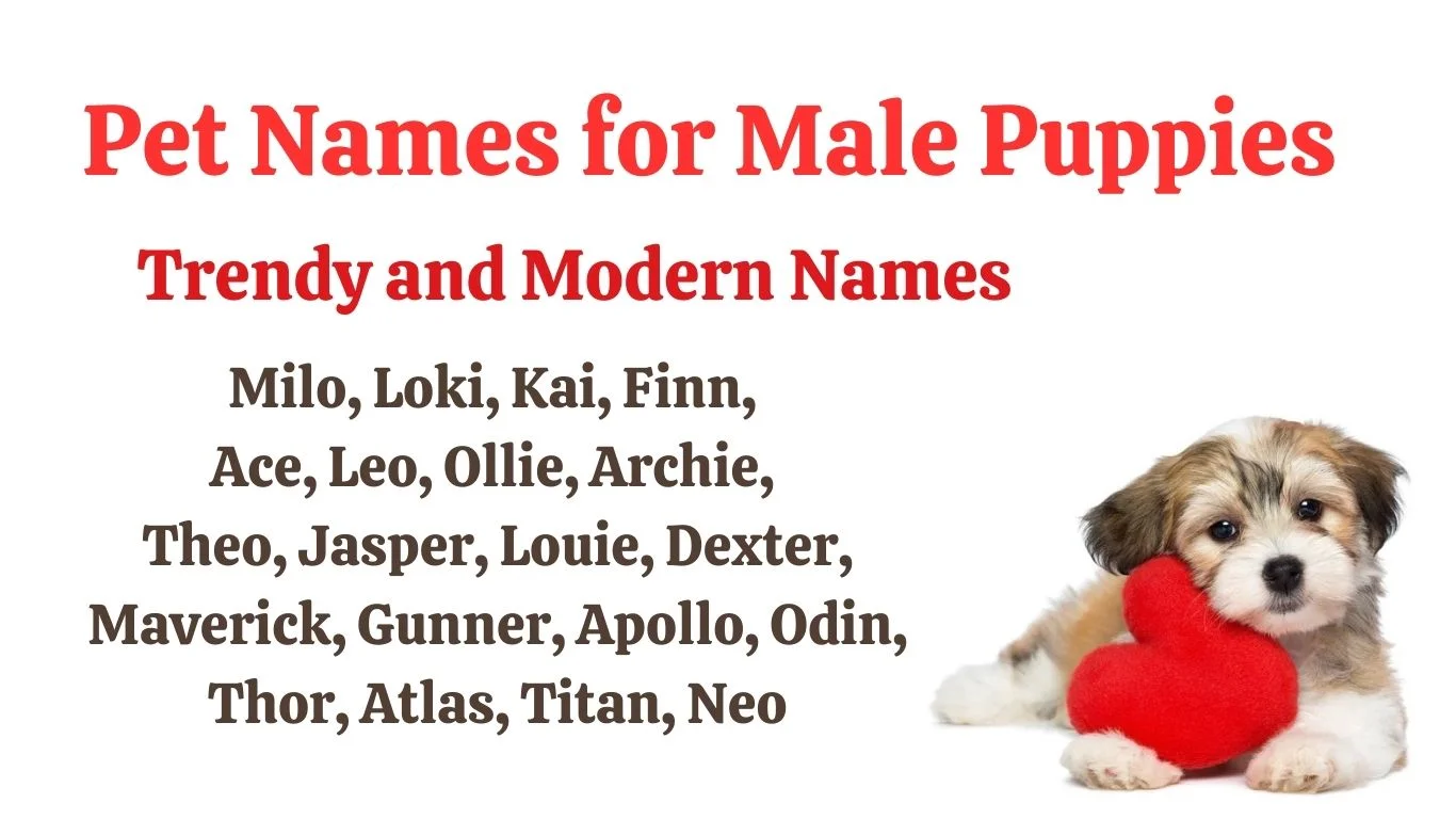 Trendy pet names for puppies