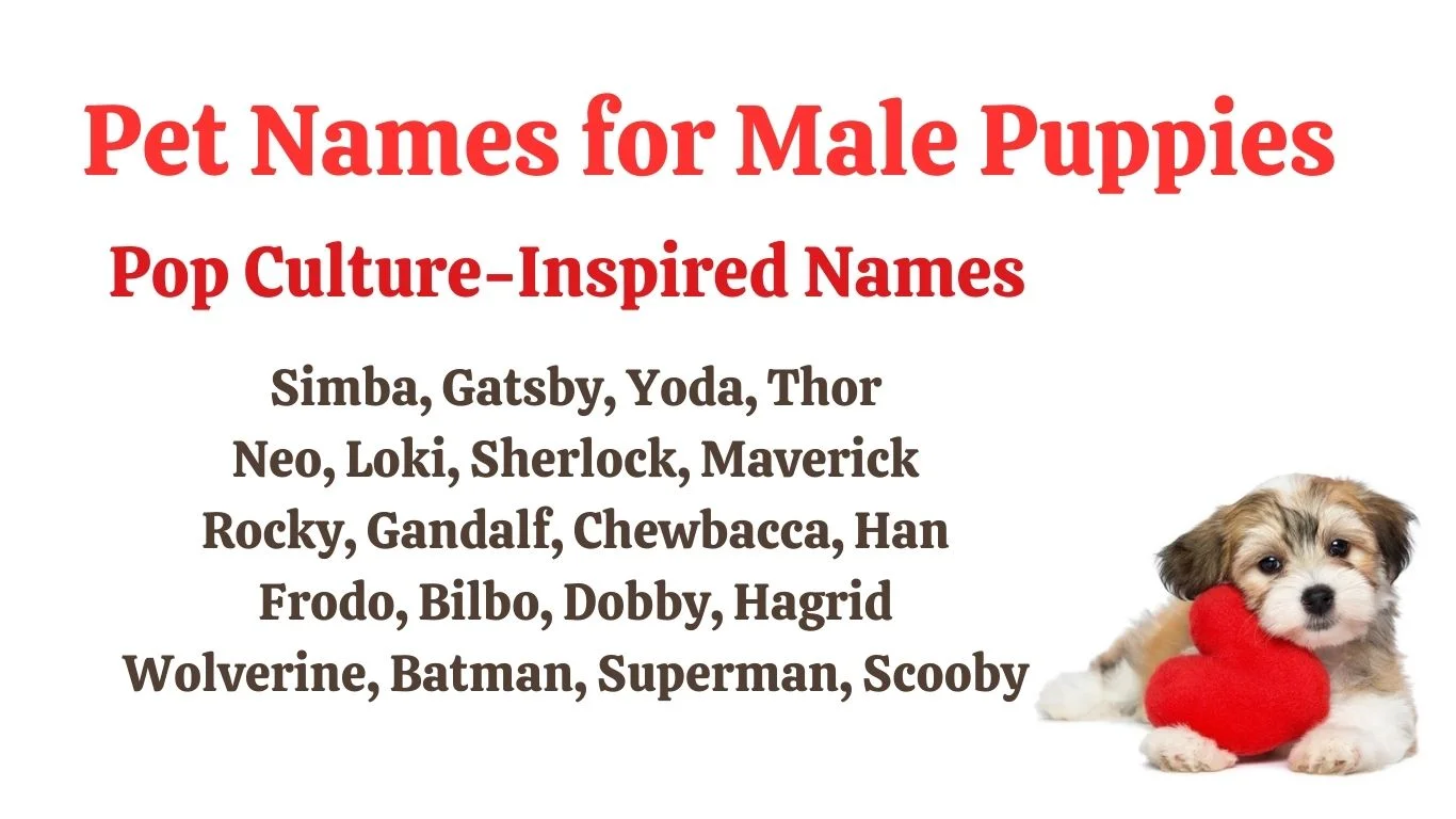 Pop culture inspired pet names for puppies