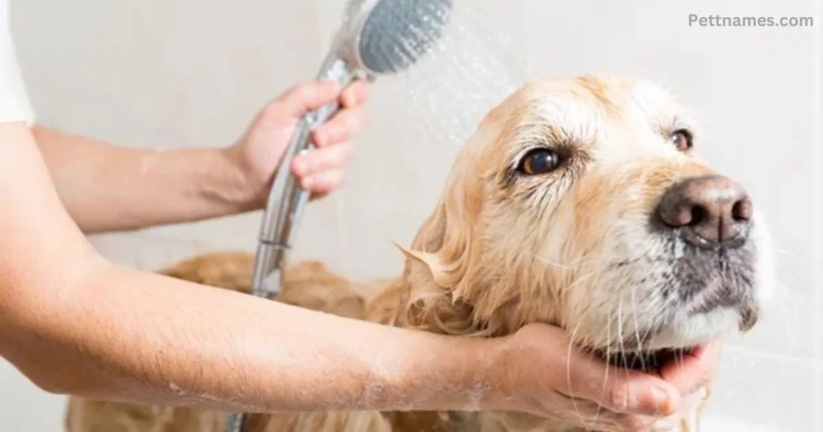 Dog Grooming and Hygiene