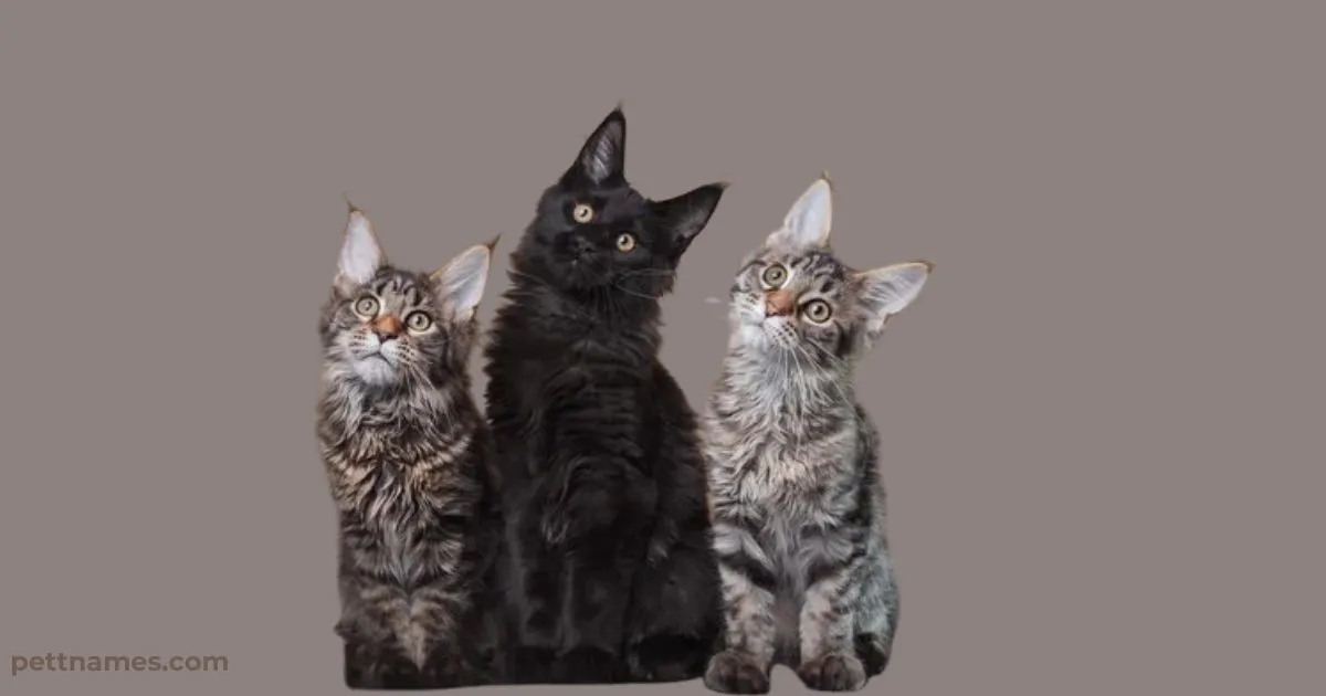 50 Unique Black Cat Names for Male Cats in 2025