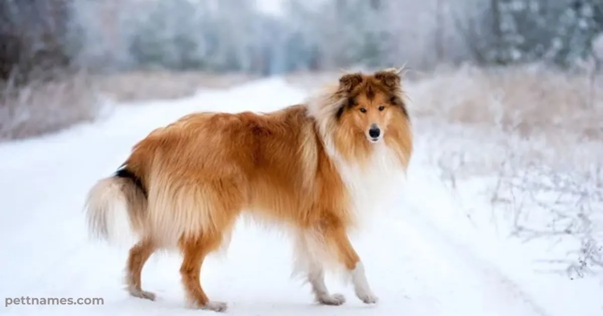 Why Are Rough Collies Not Popular as Family Pets? 2 Rough Collie