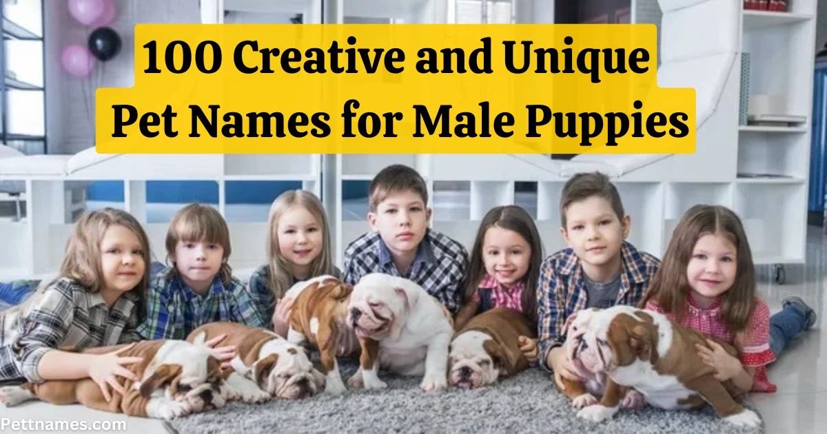 Unique Pet Names for Male Puppies