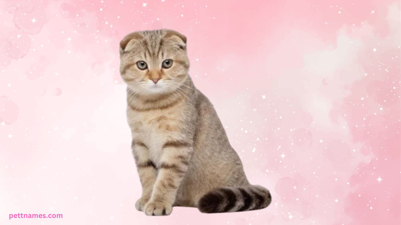 Top 10 Cat Breeds for Apartment Living (USA Guide) 5 Scottish Fold cat