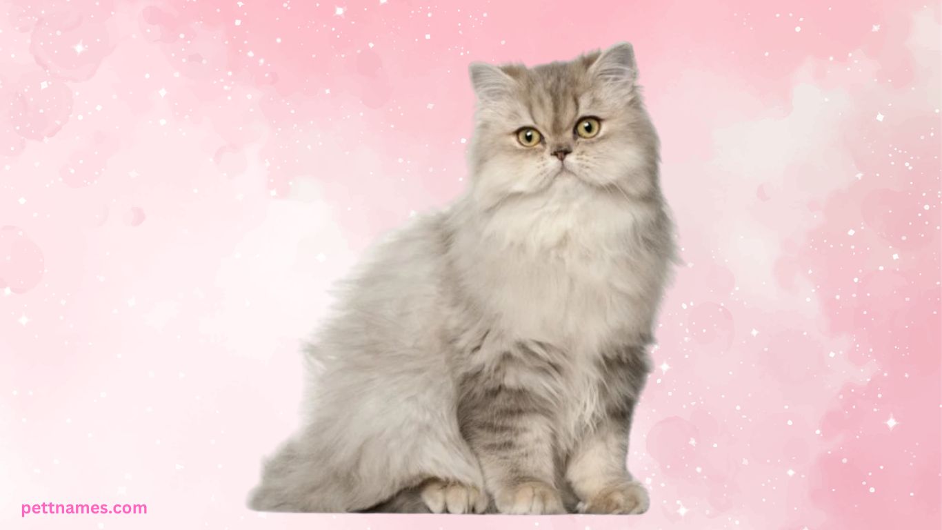 Top 10 Cat Breeds for Apartment Living (USA Guide) 6 Persian Cat