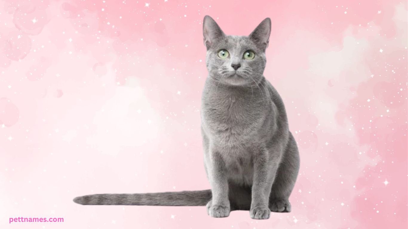 Top 10 Cat Breeds for Apartment Living (USA Guide) 7 Russian Blue cat