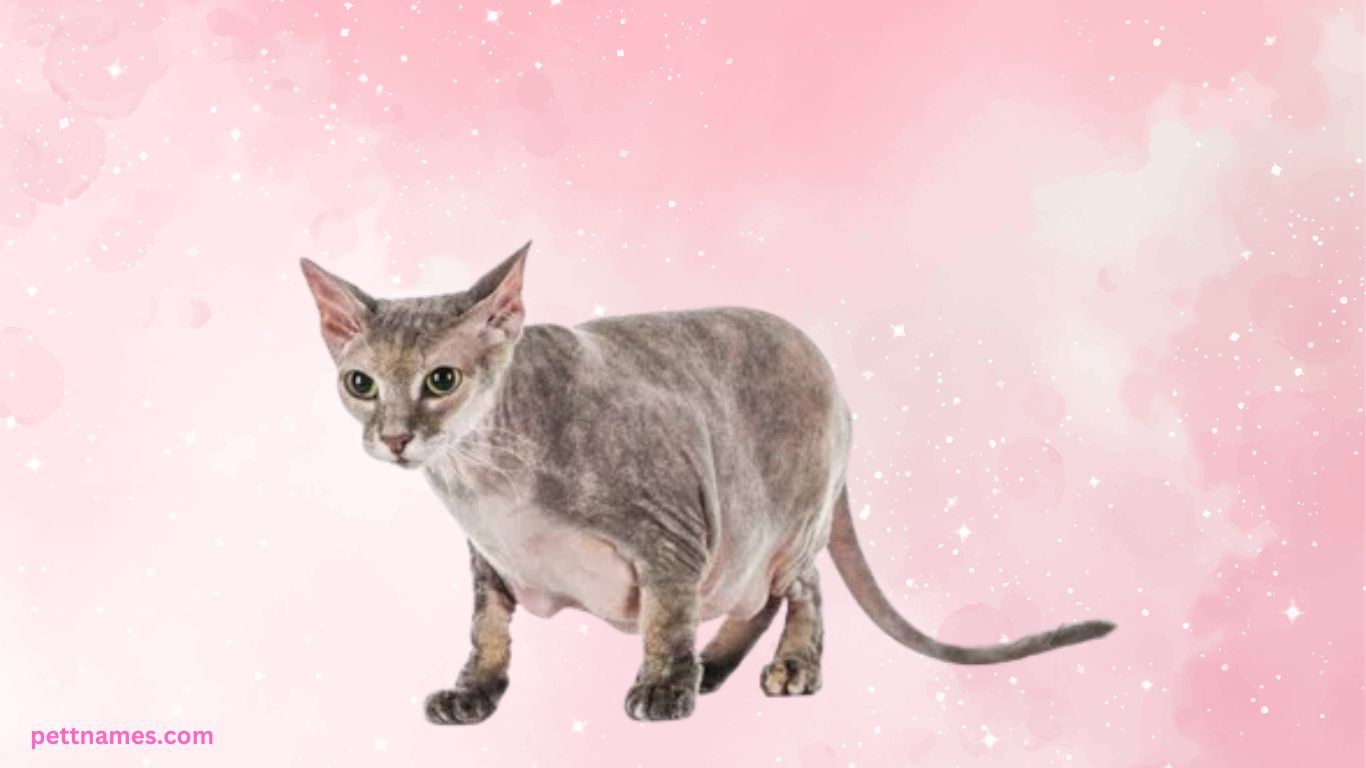Top 10 Cat Breeds for Apartment Living (USA Guide) 8 Sphynx cat