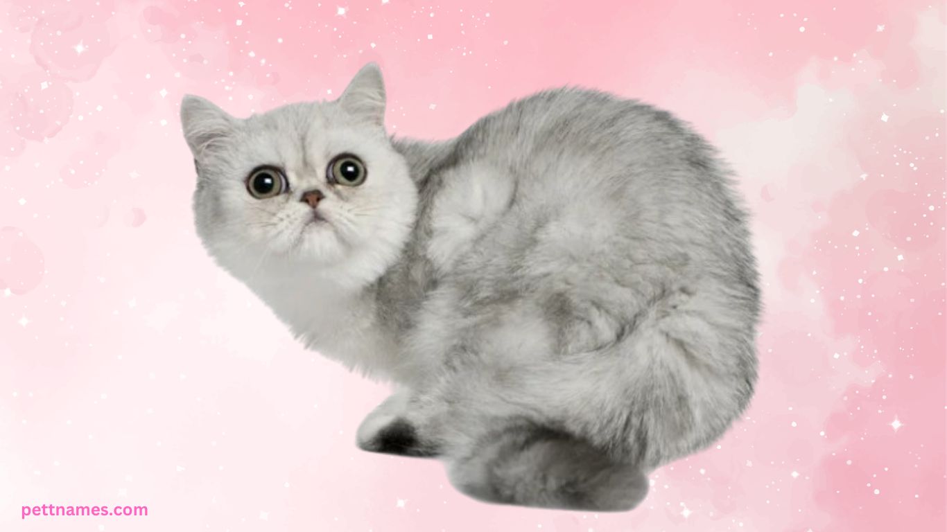 Top 10 Cat Breeds for Apartment Living (USA Guide) 11 Exotic Shorthair cat