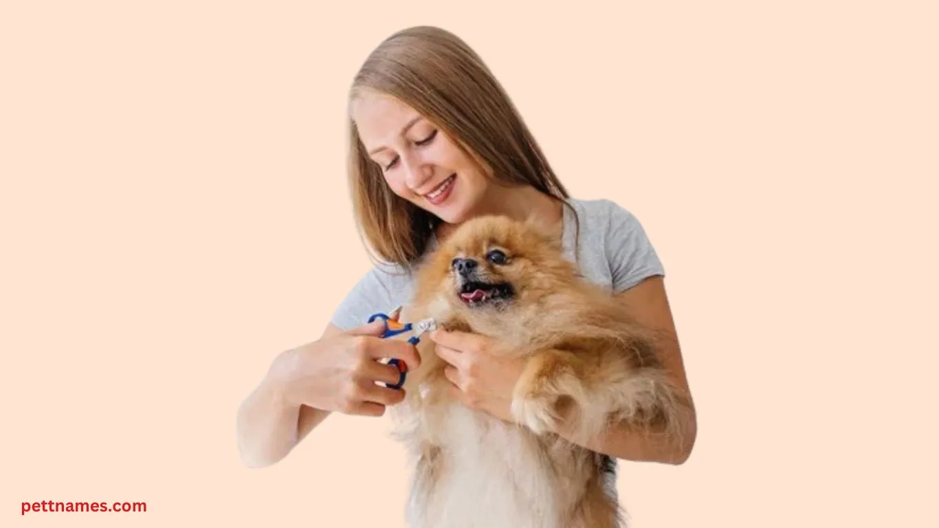 How to Trim Dog Nails at Home Without Pain or Bleeding 2 Dog Nail Anatomy and trimming