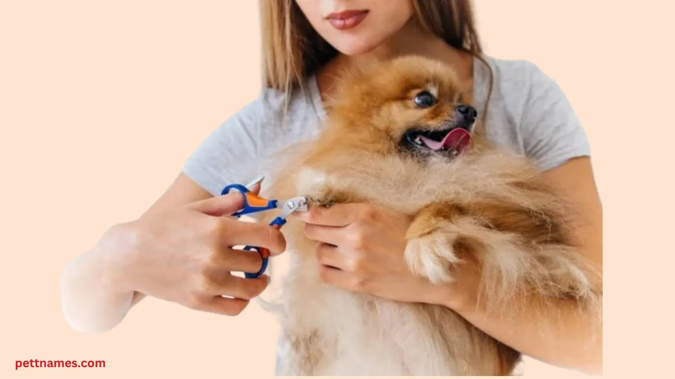 How to Trim Dog Nails at Home Without Pain or Bleeding 3 Tools for Trimming Dog Nails