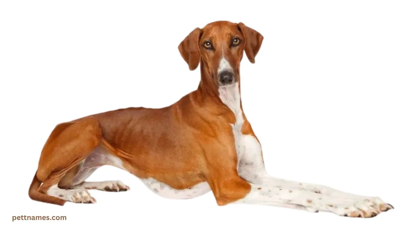Rare dog breed Azawakh