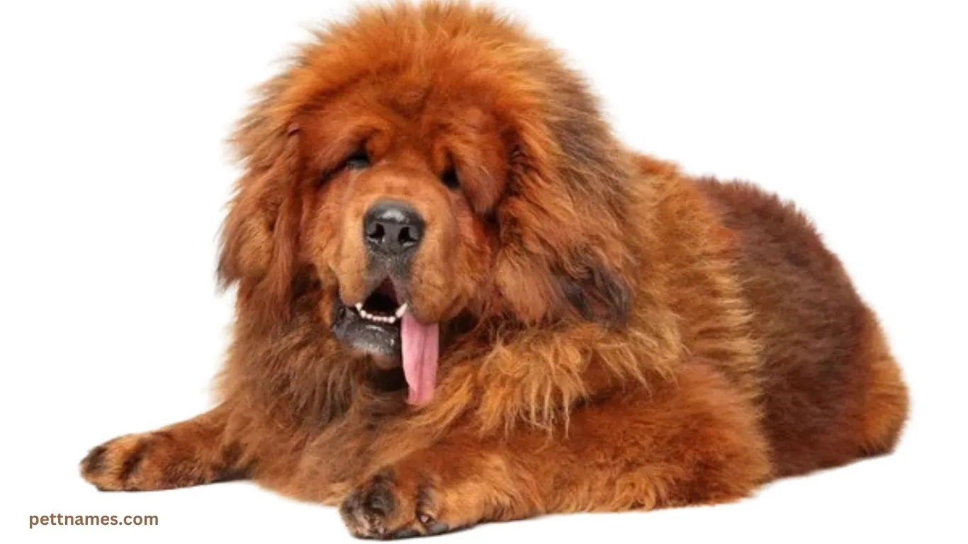 rare dog breed Tibetan Mastiff