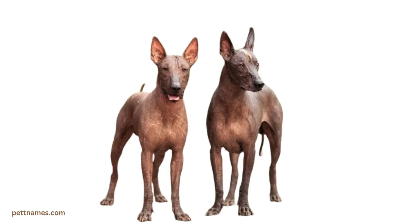 rare dog Xoloitzcuintli