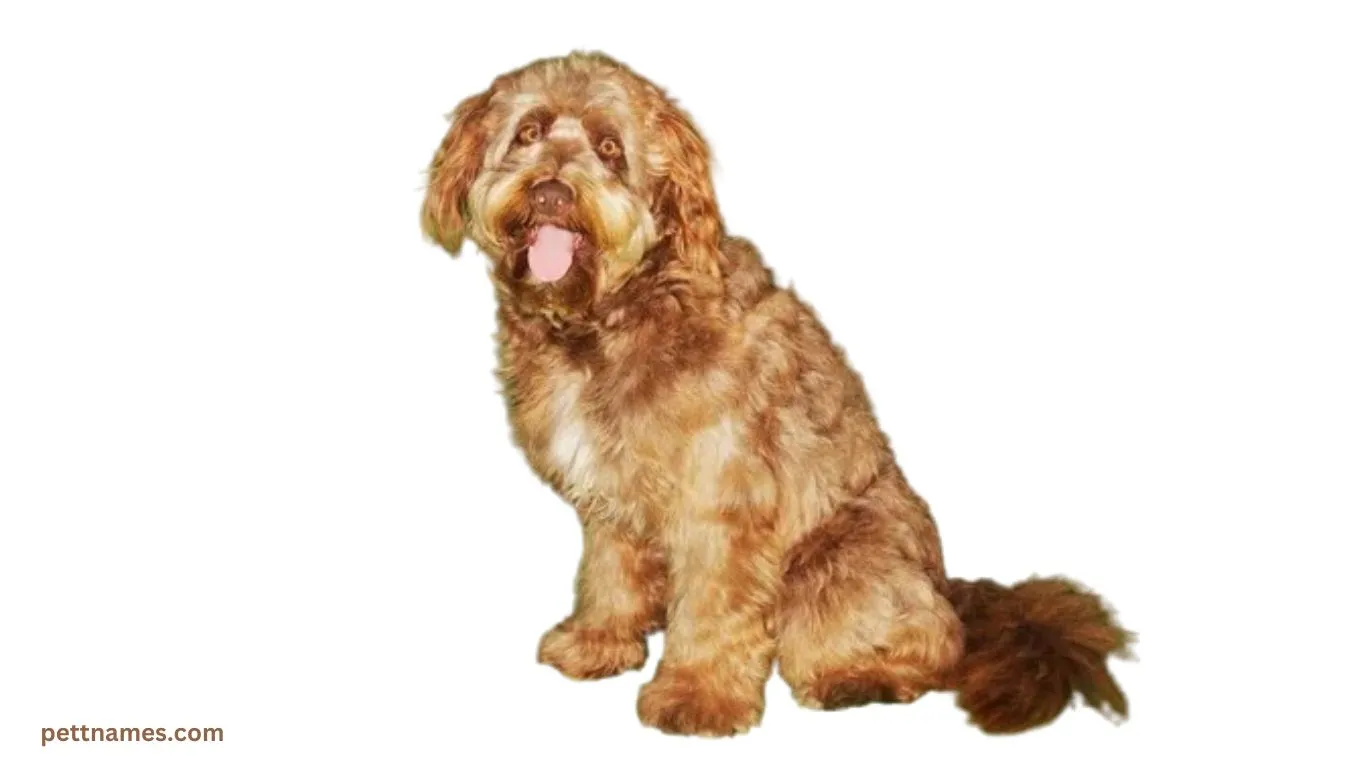 rare dog breed Otterhound