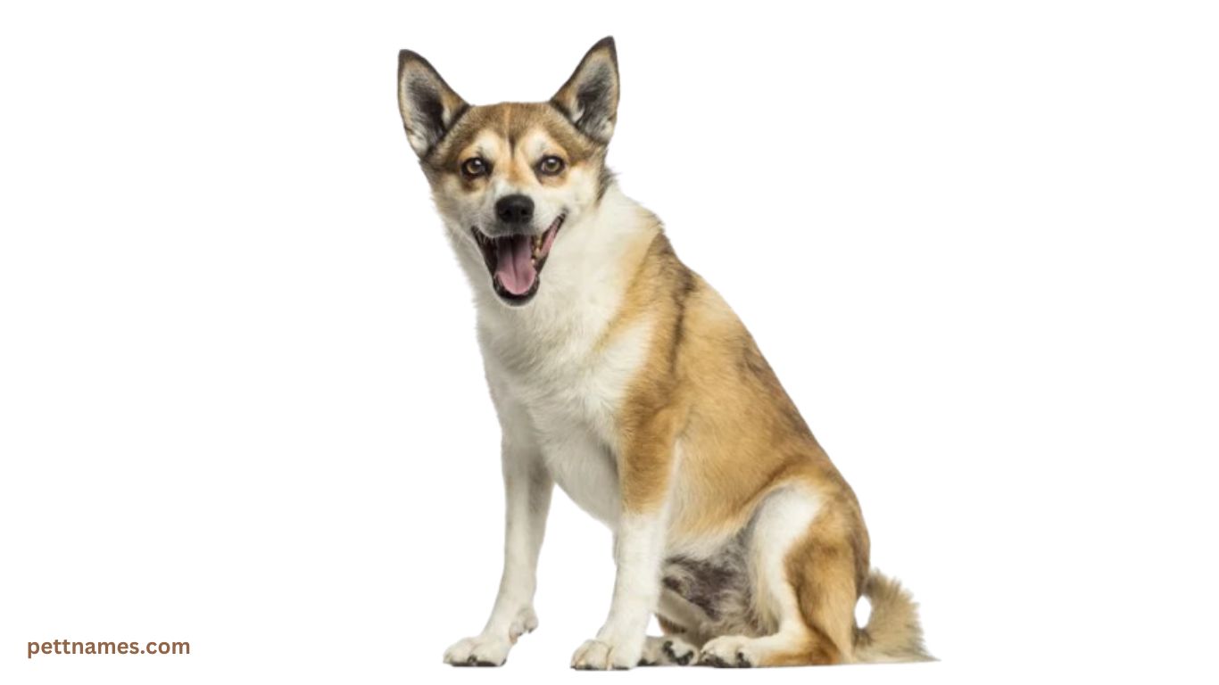 rare dog breed Norwegian Lundehund dog