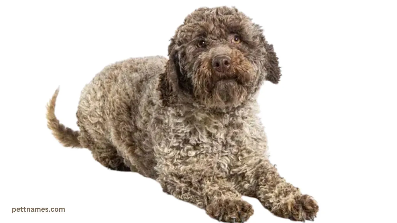 Rare dog breed Lagotto Romagnolo dog