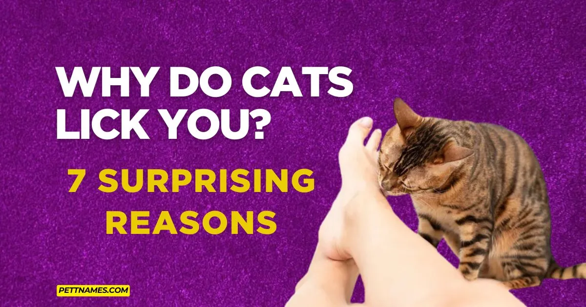 Why Do Cats Lick You? 7 Surprising Reasons